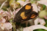 Pammene aurana
