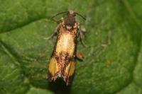 Pammene aurana