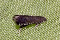 Pammene germmana