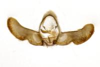Pammene germmana
