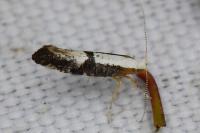 Argyresthia spinosella