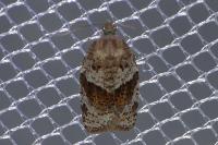 Syndemis musculana