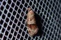 Syndemis musculana