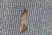 Nematopogon adansoniella