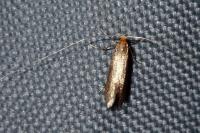Nematopogon adansoniella