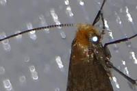 Nematopogon adansoniella
