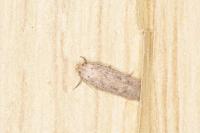 Platyedra subcinerea