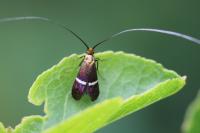 Adela australis