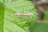 Plutella xylostella
