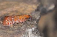 Argyroploce arbutella
