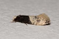 Trichophaga tapetzella