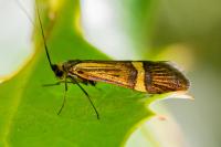 Nemophora degeerella