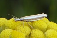 Pleurota aristella
