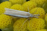 Pleurota aristella