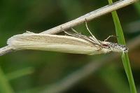 Pleurota