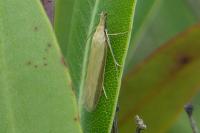 Pleurota