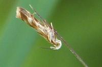 Mirificarma eburnella