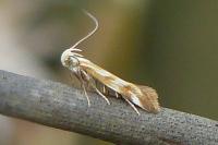 Mirificarma eburnella