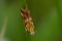 Mirificarma eburnella
