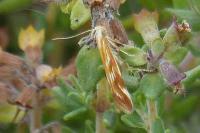 Mirificarma eburnella