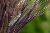 Plutella xylostella
