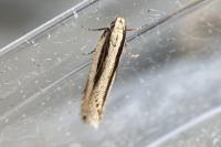 Mirificarma interrupta