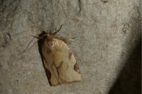 Paramesia gnomana