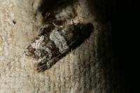Isotrias rectifasciana