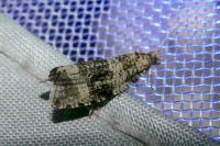 Celypha lacunana