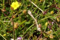 Platyptilia