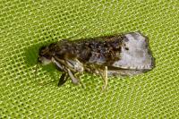 Hedya nubiferana