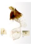 Hedya nubiferana