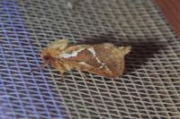 Korscheltellus lupulinus