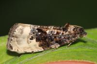 Hedya nubiferana