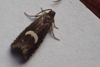 Grapholita lunulana