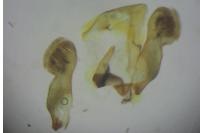 Grapholita lunulana