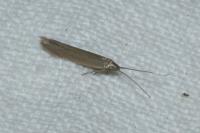 Coleophora adjunctella