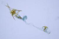 Coleophora adjunctella