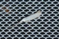 Coleophora albidella