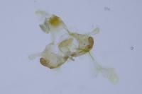 Coleophora albidella