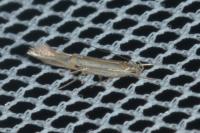 Cosmopterix lienigiella