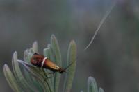 Adela australis
