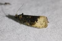 Hedya ochroleucana