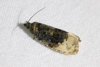 Hedya ochroleucana