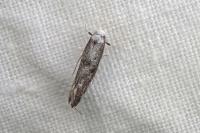 Paraswammerdamia albicapitella