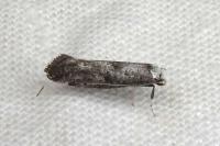 Paraswammerdamia albicapitella