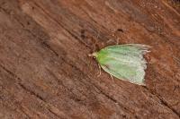 Tortrix viridana