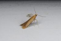 Tischeria