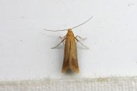 Tischeria