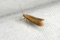 Tischeria